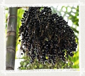 Açaí 02