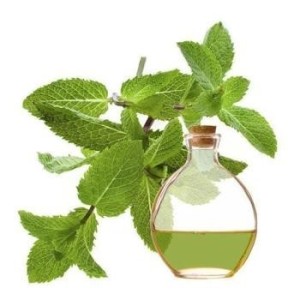 Óleo de Menta